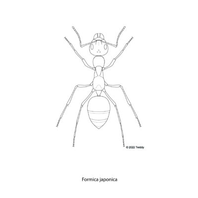 Formica japonica, Black Ant. 2022