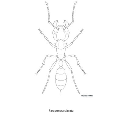 Paraponera clavata, Bullet Ant. 2022