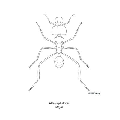 Atta chealotes, Leafcutter Ant. 2022