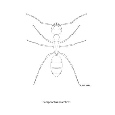 Camponotus nearcticas, Carpenter Ant. 2022
