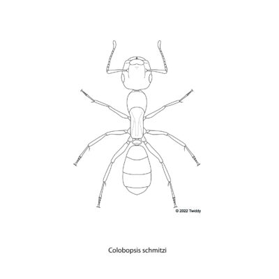 Colobopsis schmitzi, Diving Ant. 2022