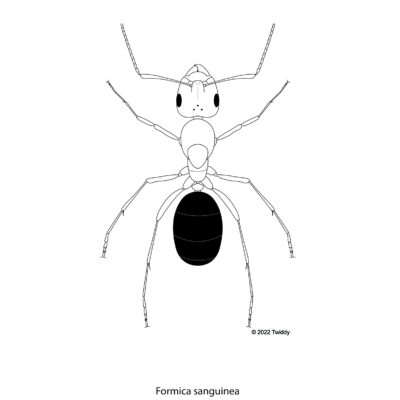 Formica sanguinea, Blood-Red Ant. 2022