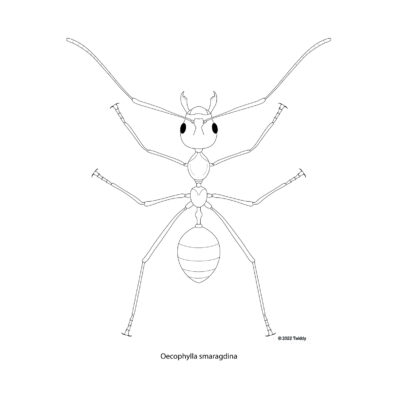 Oecophylla smaragdina, Asian Weaver Ant. 2022
