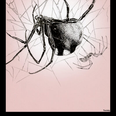Card VI- The Lovers. Representing love, harmony, choices, and balance. The Lovers live together in harmonious congress, in trust and unity. The reverse meaning, though, can represent detachment, conflict, and bad choices. The infamous Southern Black Widow, Latrodectus mactans, hangs in her tangled cobweb. She tends to her web, which apparently is very strong silk, capable of even catching rodents. Her shiny black body gleams, with distinctive red markings. The much smaller male hangs nearby. The male spiders’ short lives are wrought with danger.   Black Widows are well known for eating their mates on occasion, though this isn’t unique to just them. The dimorphic size difference between many male and female spiders is very common, and the females don’t often pass up on a good meal. By both hanging upside down, perhaps the image does represent bad choices…