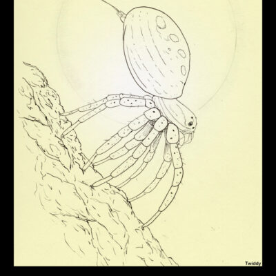 Card  XIX- The Sun. Representing good fortune, harmony, and happiness. Often depicted with an infant under the bright sun, it symbolizes a fortuitous path and forward progress to great things. It can also represent vitality and enlightenment. Appropriately, a tiny spiderling of the Ground Crab Spider, Xysticus audax, climbs on a high point under the bright sun. Spiderlings of many species will hatch and perform an action known as ballooning. Ballooning involves climbing up on trees and rocks and releasing a strand of silk, letting wind currents and static electricity pick them up and carry them away.  This is done to disperse the spiderlings over a large area. Hopefully the tiny spiders find a safe home separated from others, thus spreading the spiders out. The journey is sometimes only a few meters, sometimes miles, and sometimes a lucky(?) spiderling will get caught in strong winds or even jet streams and get carried hundreds, if not thousands of miles. Here's hoping this little spider's journey is auspicious.