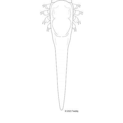 Demodex folliculorum, Eyebrow Mite. 2023