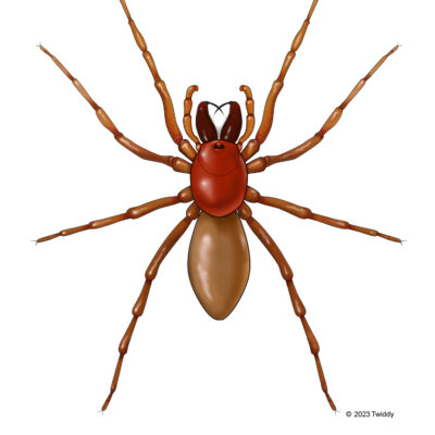 Dysdera crocata, Woodlouse Hunter (color). 2023