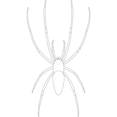 Mongolarachne jurassica, Jurassic Spider (extinct). 2023