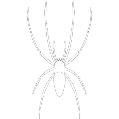 Mongolarachne jurassica, Jurassic Spider (extinct). 2023