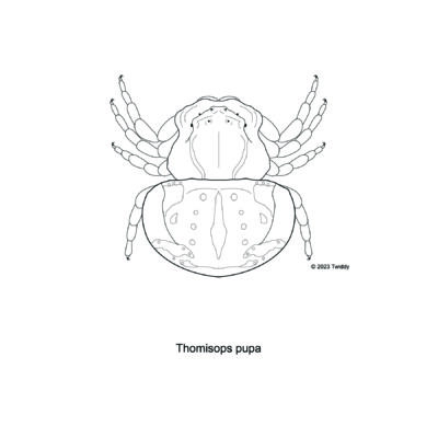 Thomisops pupa, Flower Crab Spider. 2023