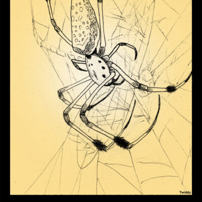 Card XII- The Hanged Man. Representing sacrifice and surrender, and metamorphosis. The typical depiction is of a prisoner hung upside down by their ankle. As a positive, it shows contemplation and break patterns, while in reverse it show missed opportunities and the inability to overcome one’s ego. The Gold Orb Weaver, Nephila pilipes, is a large spider found throughout Asia. The females are gigantic compared to the males (up to 50mm compared to 5mm), the largest difference in land animals. They are able to capture prey larger then themselves in their broad webs. Their long legs are adapted to weaving their webs, with the lower extents pointing inward. Females have hairy brushes on their legs. N. pilipes has a particular diet, preferring only specific prey species. They avoid anything with bad taste, wasps and ants, removing small prey rather than leaving them in the web, while other prey is envenomed and trussed up for eating later. The bright coloration and black bands serve to both hide the spider and attract potential prey. Their bodies can also reflect UV light that draws potential predators in to their webs, only for the would-be hunters being themselves pounced by the large Orb Weaver. The spider here is the female of the species, so maybe the ‘Hanged Man’ is the poor dragonfly she has caught.