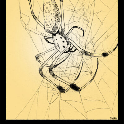 Card XII- The Hanged Man. Representing sacrifice and surrender, and metamorphosis. The typical depiction is of a prisoner hung upside down by their ankle. As a positive, it shows contemplation and break patterns, while in reverse it show missed opportunities and the inability to overcome one’s ego. The Gold Orb Weaver, Nephila pilipes, is a large spider found throughout Asia. The females are gigantic compared to the males (up to 50mm compared to 5mm), the largest difference in land animals. They are able to capture prey larger then themselves in their broad webs. Their long legs are adapted to weaving their webs, with the lower extents pointing inward. Females have hairy brushes on their legs. N. pilipes has a particular diet, preferring only specific prey species. They avoid anything with bad taste, wasps and ants, removing small prey rather than leaving them in the web, while other prey is envenomed and trussed up for eating later. The bright coloration and black bands serve to both hide the spider and attract potential prey. Their bodies can also reflect UV light that draws potential predators in to their webs, only for the would-be hunters being themselves pounced by the large Orb Weaver. The spider here is the female of the species, so maybe the ‘Hanged Man’ is the poor dragonfly she has caught.