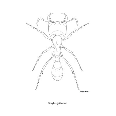 Dorylus gribodoi, Driver Ant. 2024
