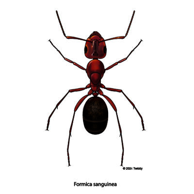 Formica sanguinea, Blood-Red Ant. Color. 2024