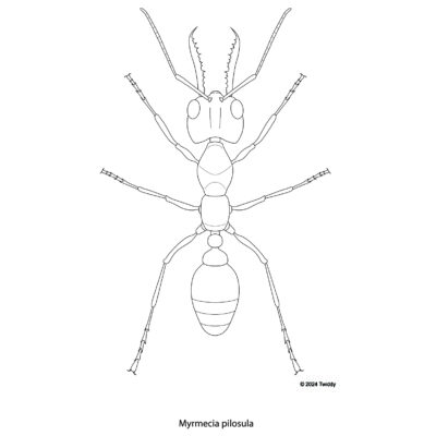 Myrmecia pilosula, Jack Jumper Ant. 2024