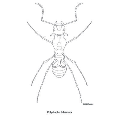 Polyrhachis bihamata, Fishhook Ant. 2024