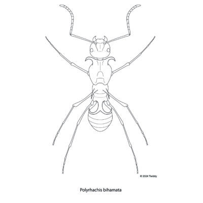 Polyrhachis bihamata, Fishhook Ant. 2024