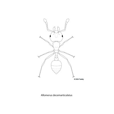 Allomerus decemarticulatus, Trap Ant. 2024.
