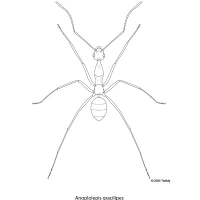 Anoplolepis gracilipes, Yellow Crazy Ant. 2024