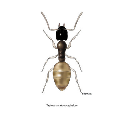 Tapinoma melanocephalum, Ghost Ant. Color. 2024