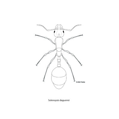 Solenopsis daguerrei, Parasite Ant. 2024