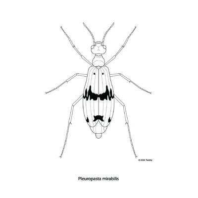 Pleuropasta mirabilis, Ant Mimic Blister Beetle. 2024. Mimic Series