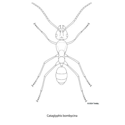 Cataglyphis bombycina, Sahara Silver Ant. 2024