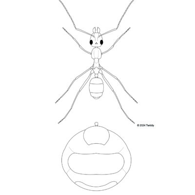 Myrmecosytus mexicanus, Honeypot Ant (distended abdomen detail). 2024