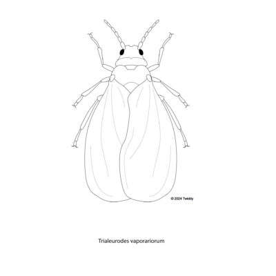 Trialeurodes vaporariorum, Greenhose Whitefly. 2024