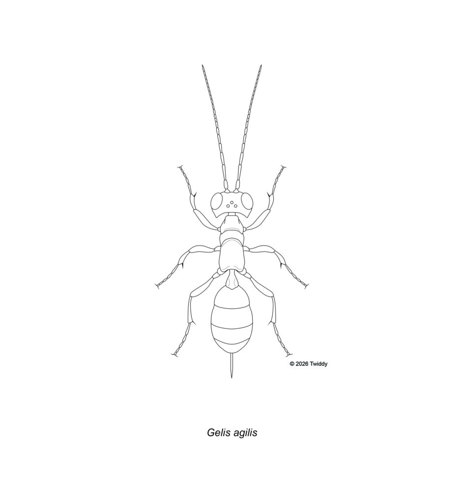 Hyperparasitoid Wasp (Ant mimic)