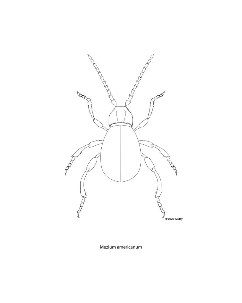 Black Spider Beetle (Spider mimic)