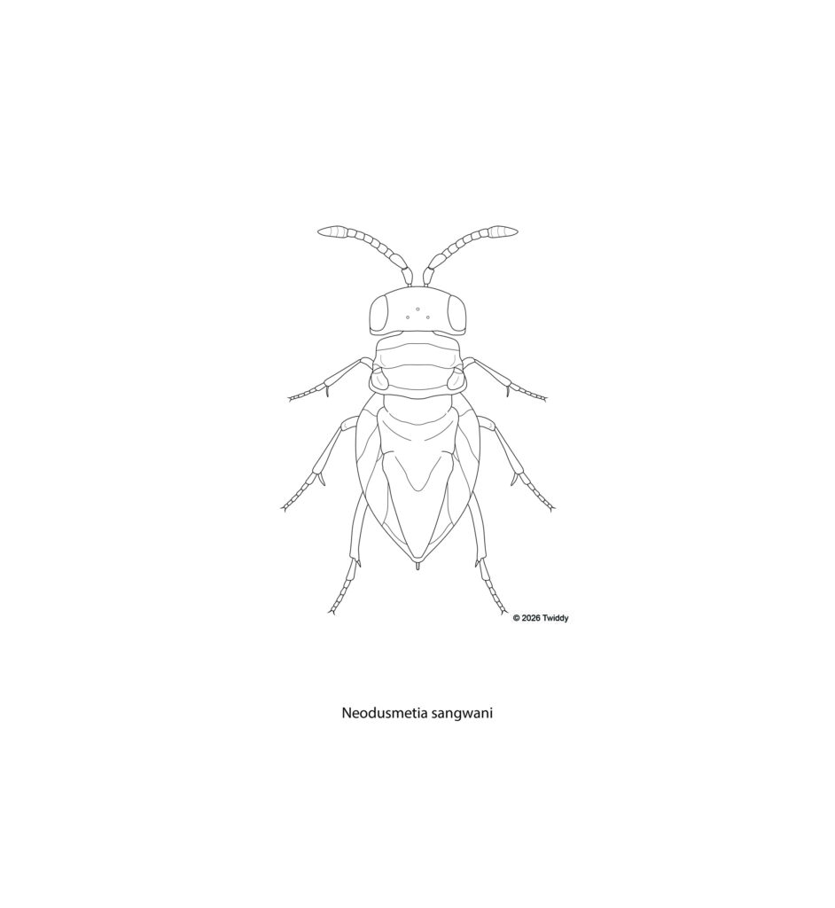 Encyrtid Parasitioid Wasp