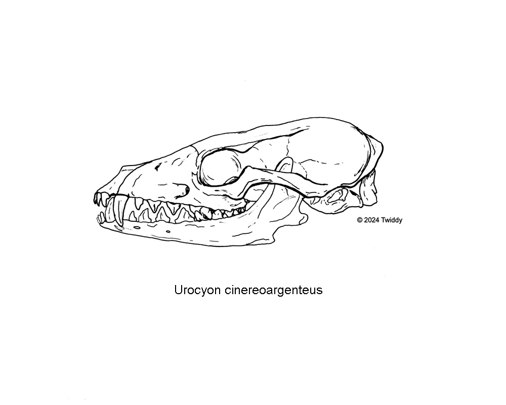 Grey Fox Skull
