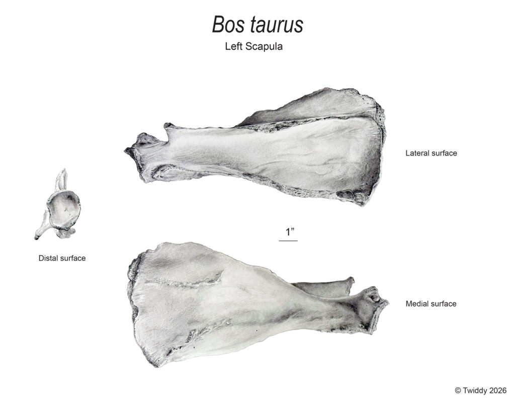 Domestic cow, ๐๐ฐ๐ด ๐ต๐ข๐ถ๐ณ๐ถ๐ด scapula (graphite), 2026.