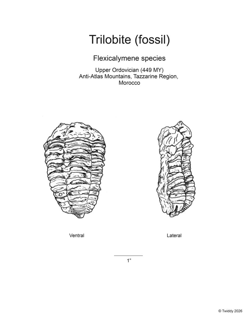 Trilobite fossil, Flexicalymene species. Ink (2026)